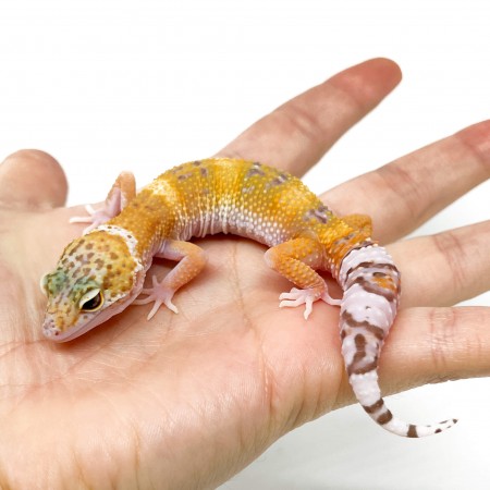 Eublepharis macularius "Sunglow" - Gecko léopard