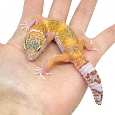 Eublepharis macularius "Sunglow" - Gecko léopard