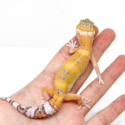 Eublepharis macularius "Sunglow" - Gecko léopard