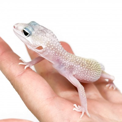 Eublepharis macularius "Murphy" - Gecko léopard