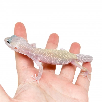 Eublepharis macularius "Murphy" - Gecko léopard