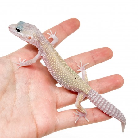 Eublepharis macularius "Murphy" - Gecko léopard