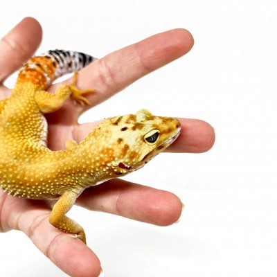 Eublepharis macularius "Super hypo tangerine" - Gecko léopard