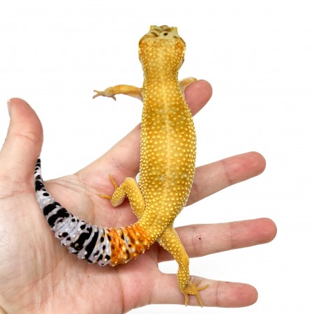 Eublepharis macularius "Super hypo tangerine" - Gecko léopard