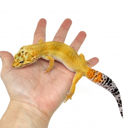 Eublepharis macularius "Super hypo tangerine" - Gecko léopard