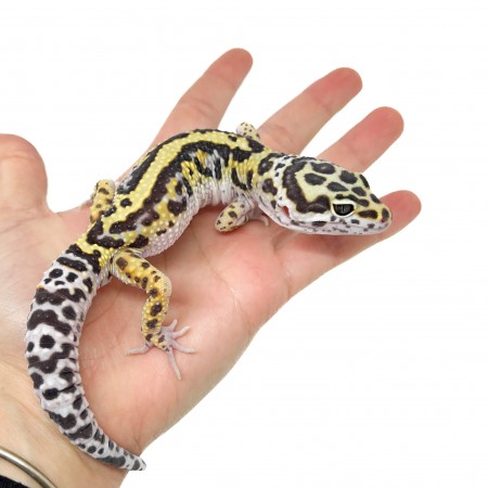 Eublepharis macularius "Snow Stripe" - Gecko léopard