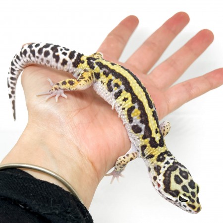 Eublepharis macularius "Snow Stripe" - Gecko léopard