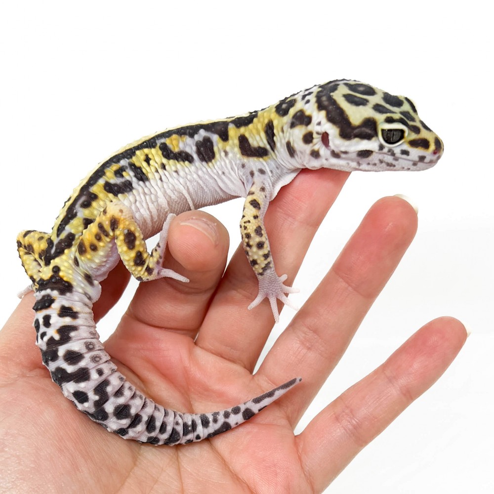 Eublepharis macularius "Snow Stripe" - Gecko léopard