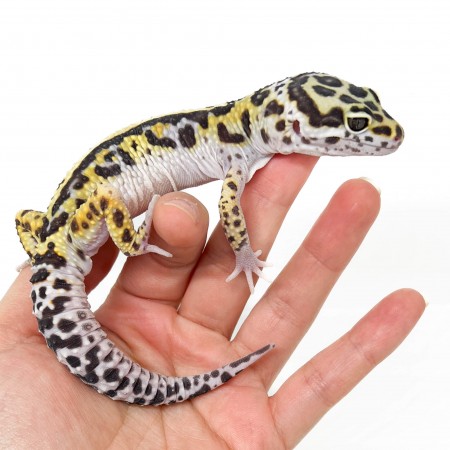 Eublepharis macularius "Snow Stripe" - Gecko léopard