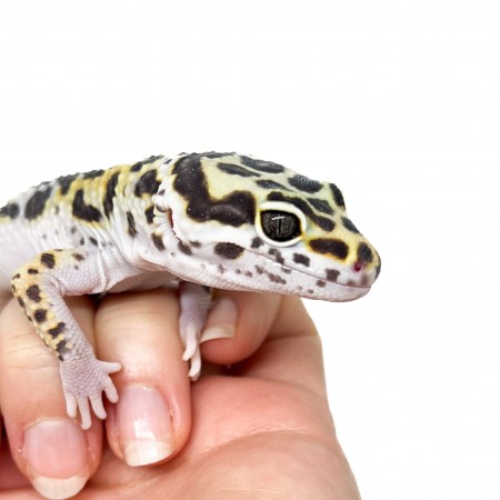 Eublepharis macularius "Snow Stripe" - Gecko léopard