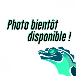 Anolis carolinensis NC...