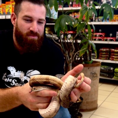 Atelier manipulation de serpents ENFANT (-13 ans) - VIP