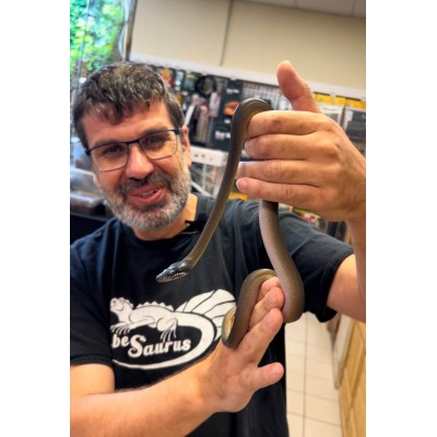 Atelier manipulation de serpents ENFANT (-13 ans) - VIP