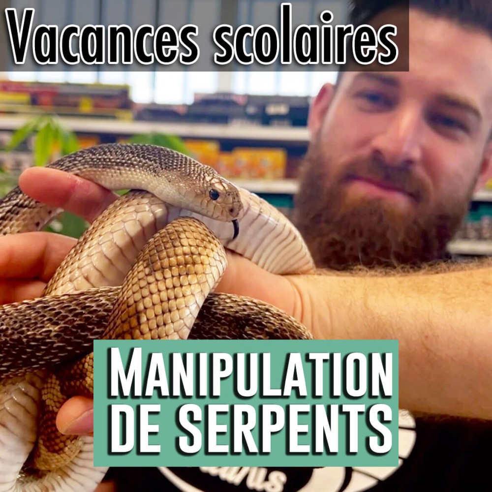 Atelier manipulation de serpents ENFANT (-13 ans) - VIP