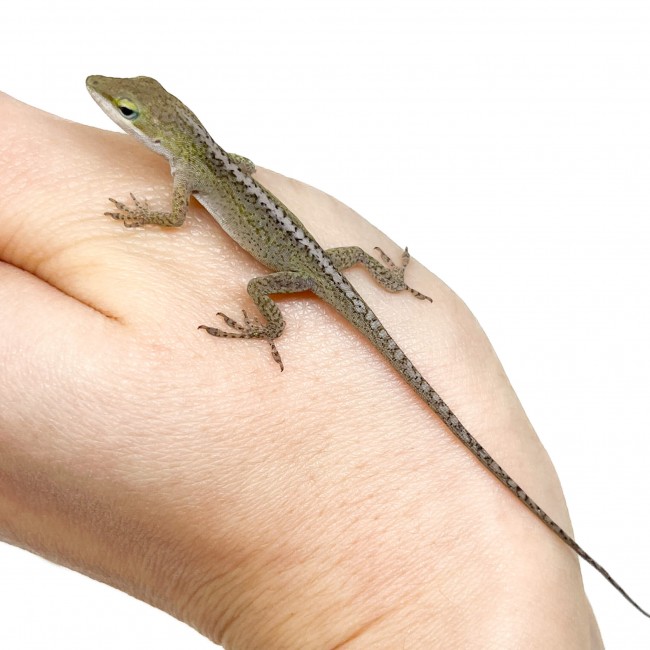 Anolis carolinensis NC france - Anole vert