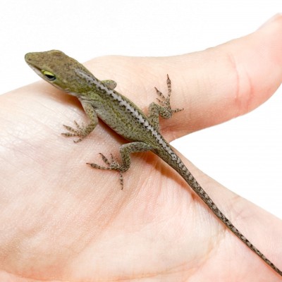 Anolis carolinensis NC france - Anole vert