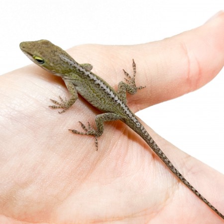 Anolis carolinensis NC france - Anole vert