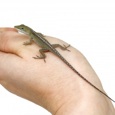 Anolis carolinensis NC france - Anole vert