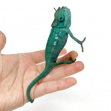 Furcifer pardalis ♂ "Nosy Be" True Blue - Caméléon panthère