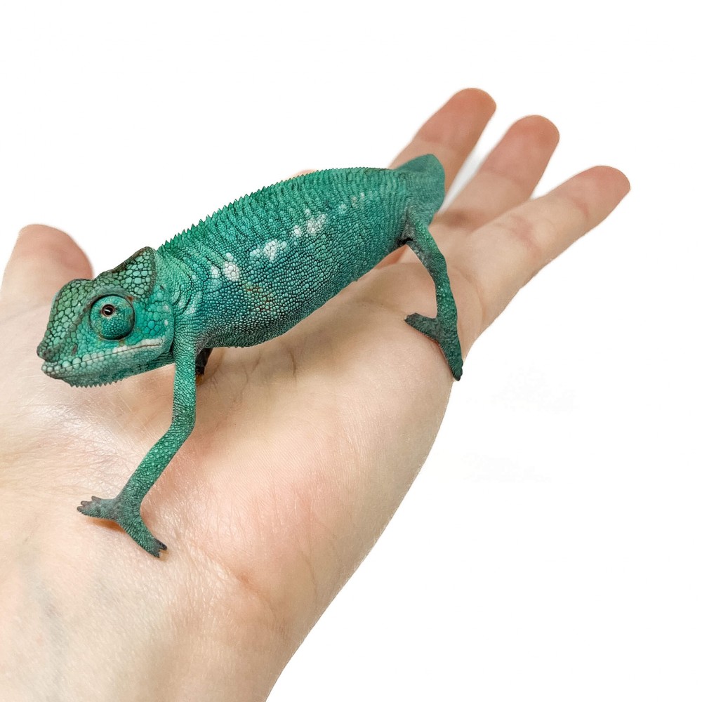 Furcifer pardalis ♂ "Nosy Be" True Blue - Caméléon panthère