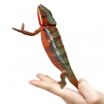 Furcifer pardalis "Ambilobe Picasso" - Caméléon panthère