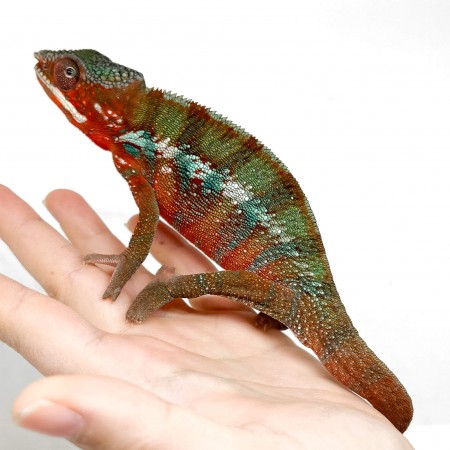 Furcifer pardalis "Ambilobe Picasso" - Caméléon panthère