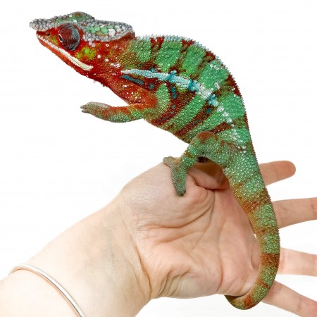 Furcifer pardalis ♂ "Ambilobe Red Bar" - Caméléon panthère