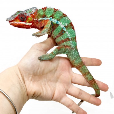 Furcifer pardalis ♂ "Ambilobe Red Bar" - Caméléon panthère