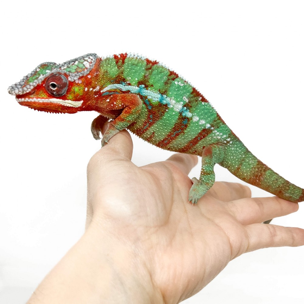 Furcifer pardalis ♂ "Ambilobe Red Bar" - Caméléon panthère