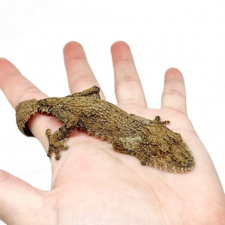 (COUPLE) Uroplatus sikorae - Gecko mousse à queue plate