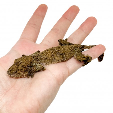 (COUPLE) Uroplatus sikorae - Gecko mousse à queue plate