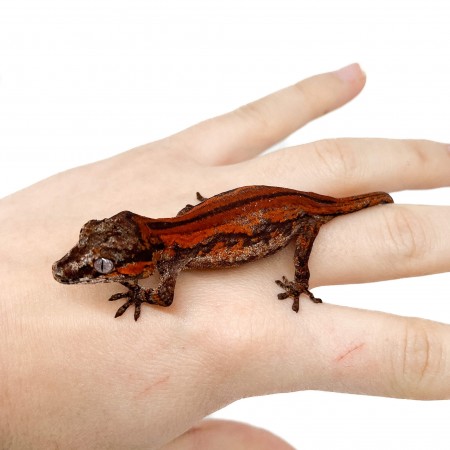 Rhacodactylus auriculatus "Red Stripe" - Gecko gargouille