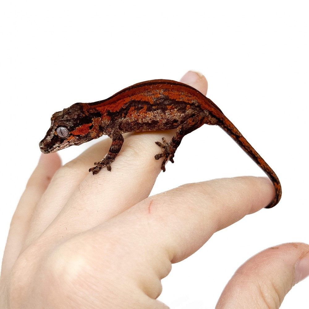 Rhacodactylus auriculatus "Red Stripe" - Gecko gargouille