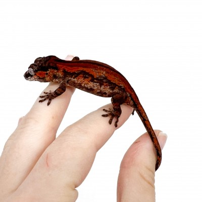 Rhacodactylus auriculatus "Red Stripe" - Gecko gargouille