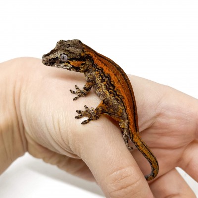 Rhacodactylus auriculatus "Stripe" - Gecko gargouille