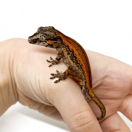 Rhacodactylus auriculatus "Stripe" - Gecko gargouille