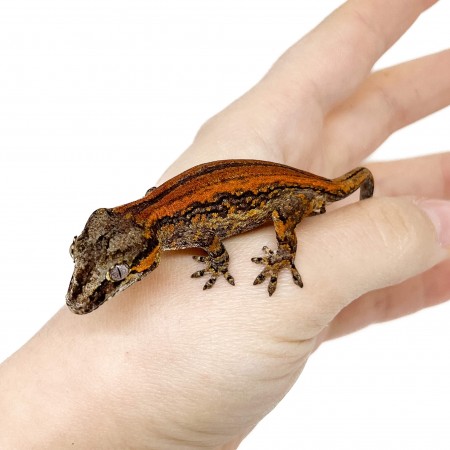 Rhacodactylus auriculatus "Stripe" - Gecko gargouille