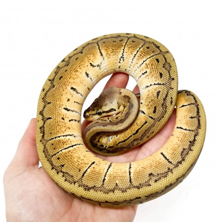 Python regius "Lemon Blast" - Python royal