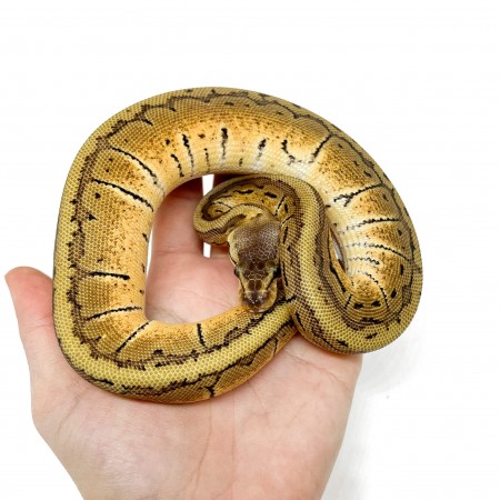 Python regius "Lemon Blast" - Python royal