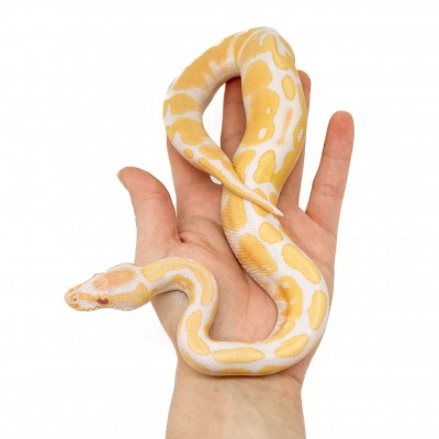 Python regius "Albinos" - Python royal