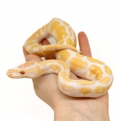 Python regius "Albinos" - Python royal