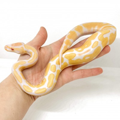 Python regius "Albinos" - Python royal