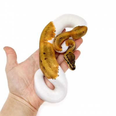 Python regius "Pinstripe Piebald" - Python royal