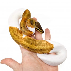 Python regius "Pinstripe...