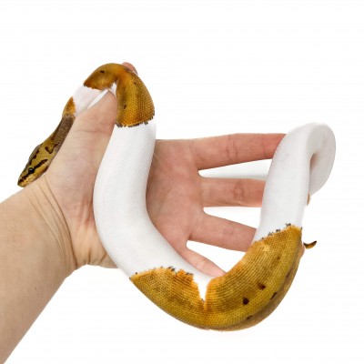 Python regius "Pinstripe Piebald" - Python royal