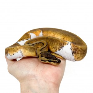 Python regius "Pinstripe...