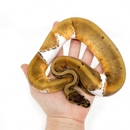 Python regius "Pinstripe Piebald" - Python royal