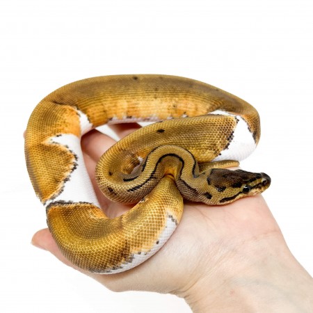 Python regius "Pinstripe Piebald" - Python royal