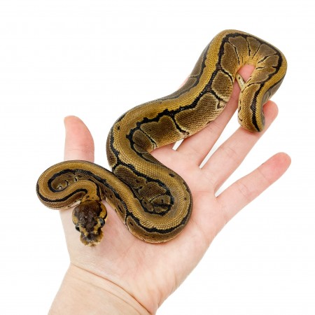 Python regius "Pinstripe" - Python royal