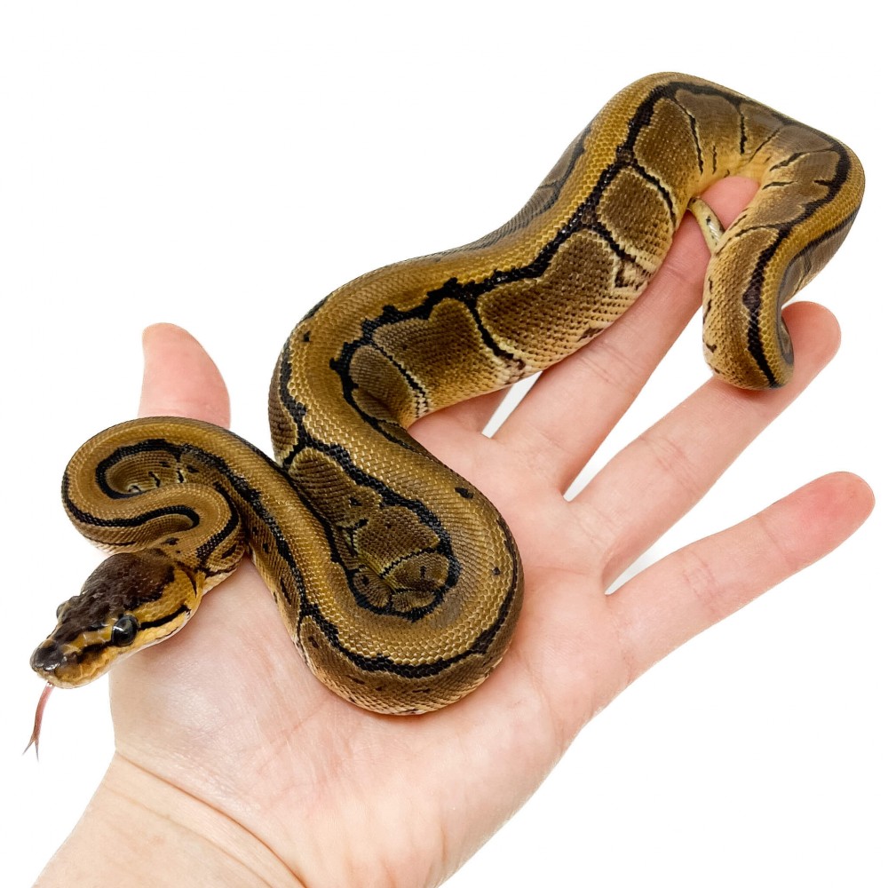 Python regius "Pinstripe" - Python royal